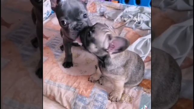 🤗Pale Choco🤗 смотреть онлайн