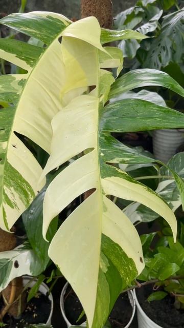 EPIPREMNUM Pinnatum Albo this Foliage make us #happy смотреть онлайн