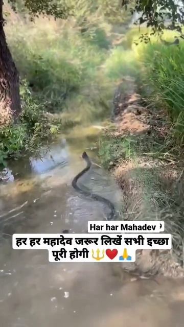 🙏ॐ नमः शिवाय🙏#shorts#short##mahakal#status#mahadev#hindu#shorts#bholenathstatus #trending#krishna смотреть онлайн