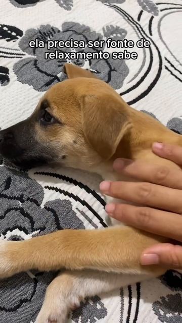 Acabe Com As Mordidas Indesejáveis Do Seu FILHOTE #short #shorts #cachorro #filhotesdecachorro