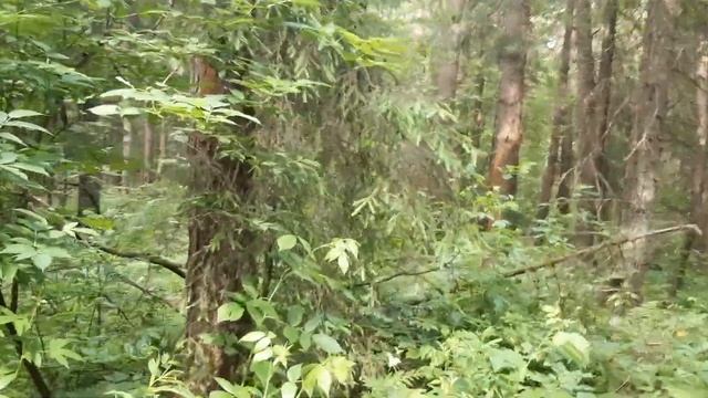 ✅ РЕЛАКС РЕЛАКС ✅ В ЛЕС ЗА ЗЕМЛЯНИКОЙ #lanatv #thiland #узбекистан смотреть онлайн