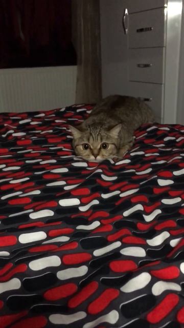 #strangerthings #cat #shortvideo #shots #love #baby #children #kinder #night #friend #scottishfold