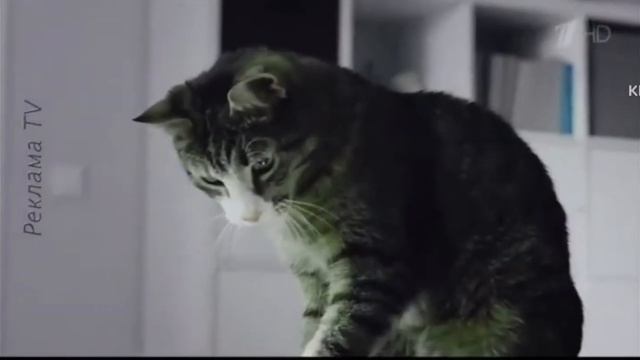 Kitekat Фотокот Effects Extended смотреть онлайн