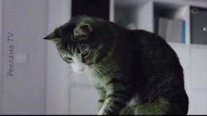 Kitekat Фотокот Effects Extended