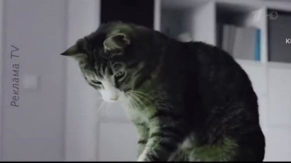 Kitekat Фотокот Effects Extended