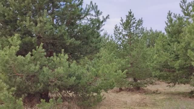 «Гулять на природе — значит быть свидетелем тысячи чудес» смотреть онлайн