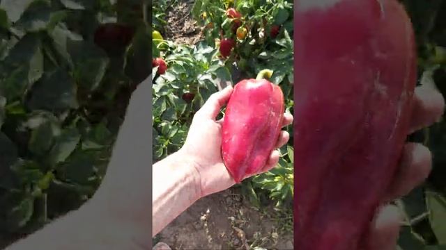 Перец Виктория ф1. Отличное качество, большие объёмы. 300тон оптом с поля. смотреть онлайн