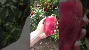 Перец Виктория ф1. Отличное качество, большие объёмы. 300тон оптом с поля.