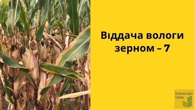 Кукурудза ЄС Якарі 🌽 - опис гібрида 🌽 смотреть онлайн