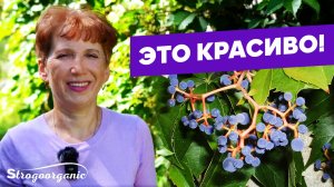 Дикий виноград преобразил весь дом / Ученицы Strogoorganic