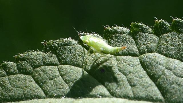 Fieberiella florii (Cicadellidae-Hemiptera) exécute des va et viens смотреть онлайн