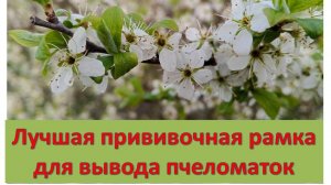 Лучшая прививочная рамка для вывода пчеломаток