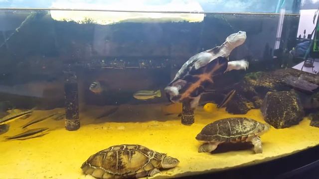My 3 pelomedusa subrufa 07-12-2016 смотреть онлайн