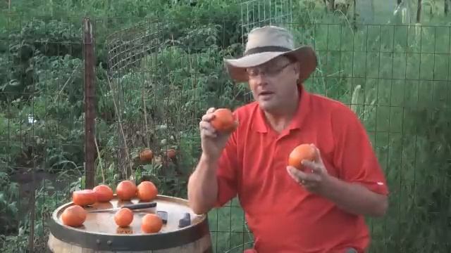 Scarlet Red Tomato смотреть онлайн