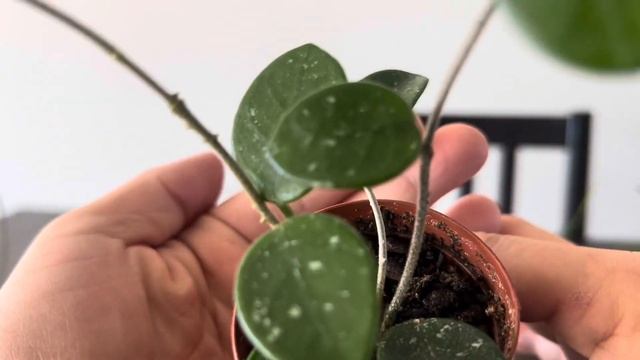 【Update Rare Hoya】レアなホヤ植物のアップデート смотреть онлайн