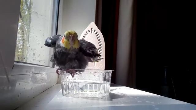 Корелла купается смотреть онлайн