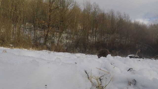 BIRD PHOTOGRAPHY with Nikon Z6 / Wildlife Photography in Slovakia 2022 (with English subtitles) смотреть онлайн