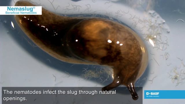 Nemaslug® Biological Slug Control – Natural Partner For Pest Management