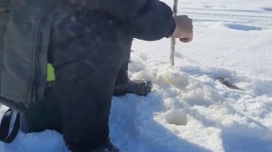 Рыбалка в Коми / Рыбалка на озере Кадам / Окуни - кочегары