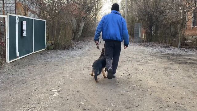 Курс послушания/ Немецкая овчарка Дейл 4 месяца/ Дрессировка с котом смотреть онлайн