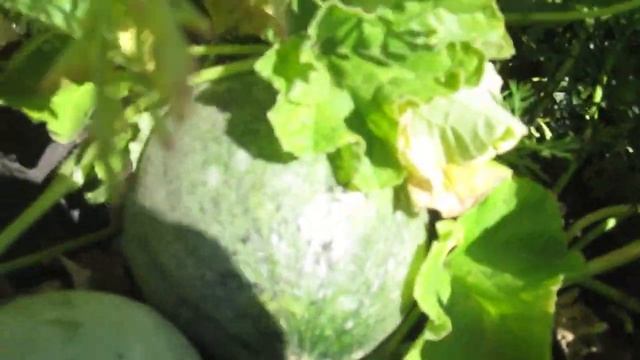 ✔Продолжение серии выпусков о чилийской дыне Канталупе | Серия 3 | РУССКОЕ ПОЛЕ || смотреть онлайн