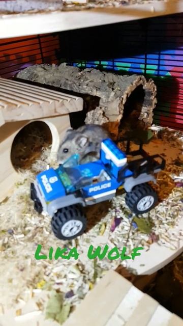 НОВАЯ МАШИНА ХОМЯЧКА |Смешные животные. Забавные хомячки. Мистер хомяк Нобби. Funny hamster videos. смотреть онлайн