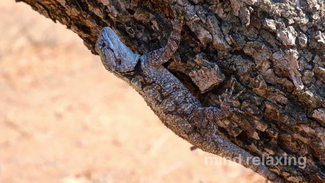 Chameleon ultra Hd | 4k tv смотреть онлайн