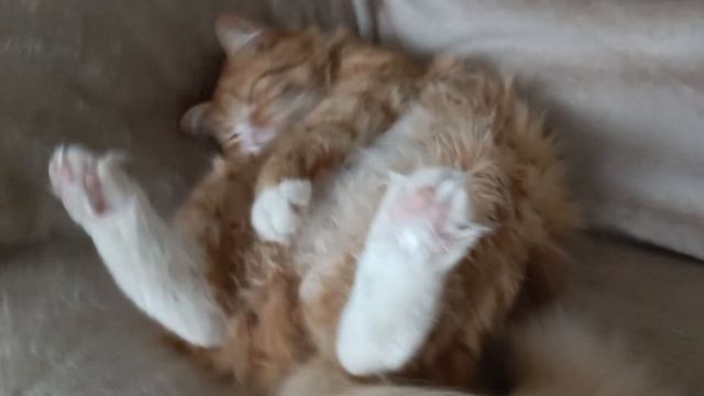 Кот Лимон)). смотреть онлайн