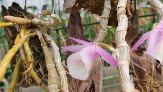 Dendrobium primulinum 보춘석곡 смотреть онлайн