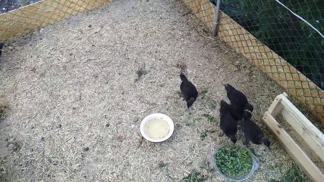 УХЕЙИЛЮЙ МОЛОДНЯК  1,5 месяца. 11 мая 2019год.