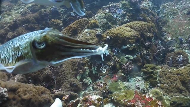 Scuba Diving Myanmar 2019 - Mantas, Shark and More! смотреть онлайн