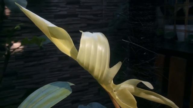 Philodendron Florida Ghost Mint || Review || Cinematic || смотреть онлайн