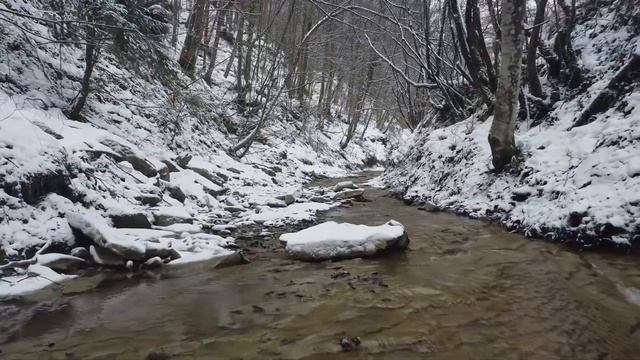 Pratieghi - Taxus Baccata lungo il fosso di Val Palestro смотреть онлайн