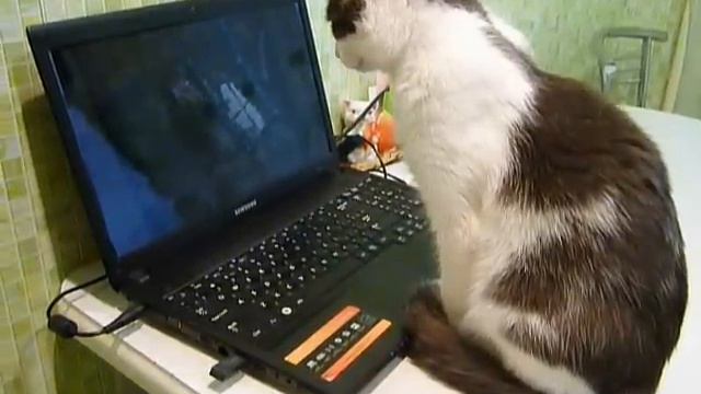 Лисёна смотрит кошачий канал смотреть онлайн