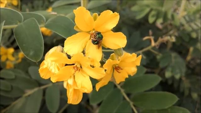 Vid bees on senna 8 21 18 смотреть онлайн
