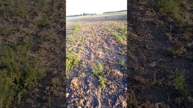 Сходи сої 2018р, поле 3 прокол смотреть онлайн