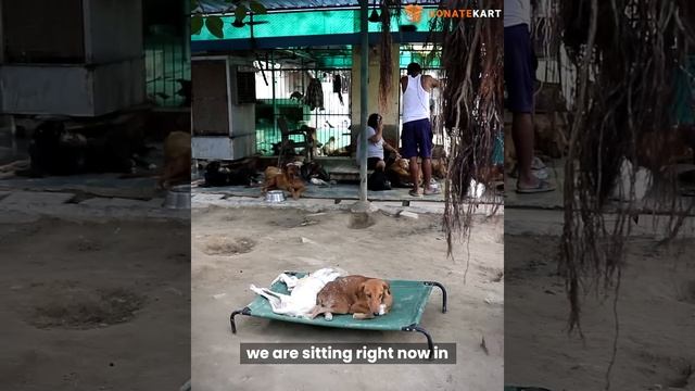 Help these animals get well under a safe roof смотреть онлайн