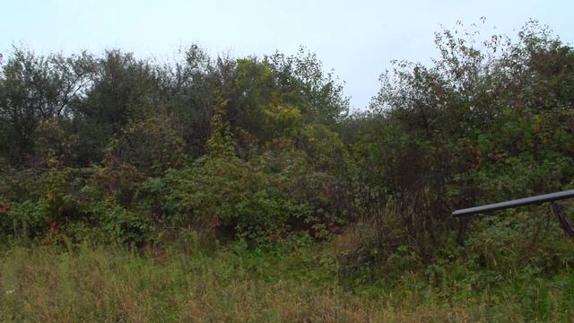 Полювання в Закарпатті на Фазана та Куріпку | Трофейне Полювання №59