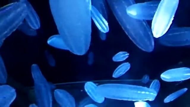 Beroe abyssicola Mortensen（シンカイウリクラゲ） смотреть онлайн