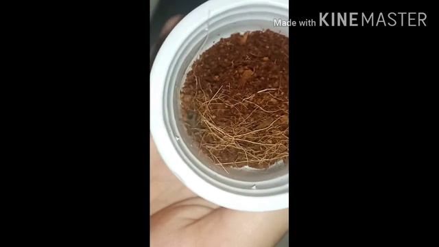 Unboxing Tarantula