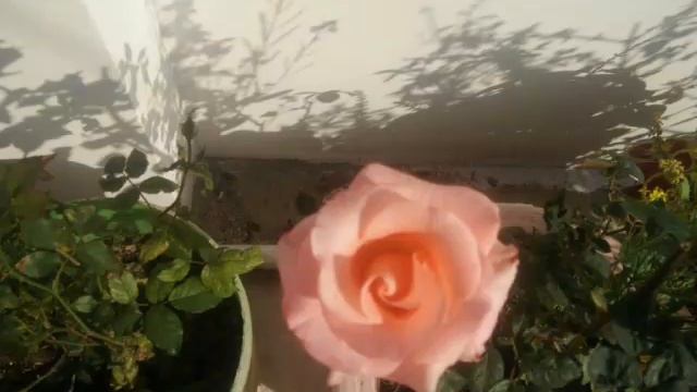 My Rose collection смотреть онлайн