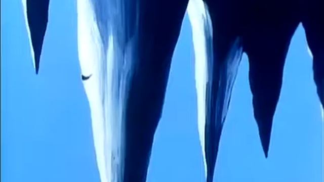 Leo the Lion (Uncut English Dub) Episode 14 - The Saber toothed Tiger смотреть онлайн