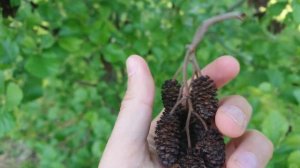 Шишки ольхи в аквариуме - полезный природный помощник #аквариумистика #aquariumhobby #beautyofnatur