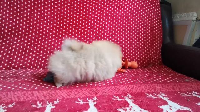 Алирикон Звёздный Лорд смотреть онлайн