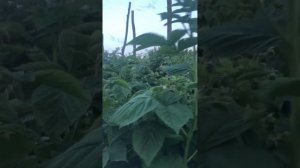 Маравилла(подкормка)