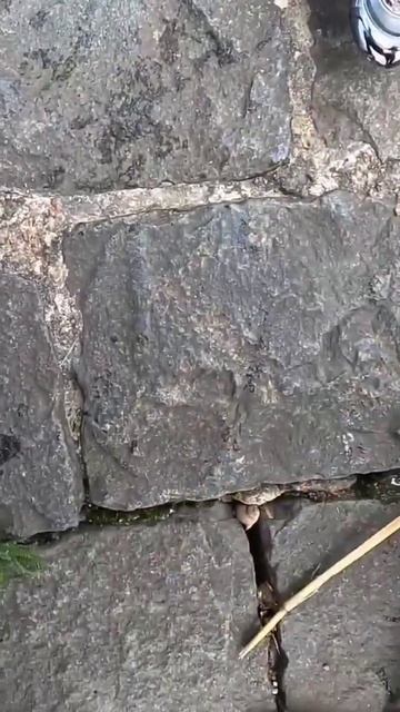 Рыбалка Окунь клюет на Отводной поводок #санктпетербург #fishing #рыбалка #клюет #2024 #рыбалкаджиг смотреть онлайн