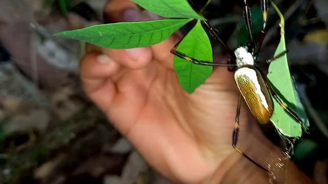 Golden Orb Weaver Spider (Trichonephila clavipes) #trinidadandtobago #wildlife #animals #spiders смотреть онлайн