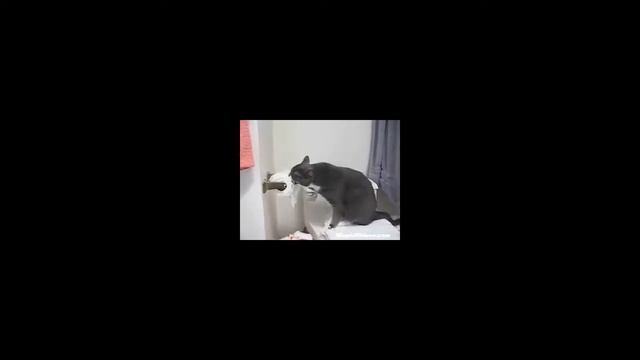 разрыв котячих морд!!!подборка 2014!!!