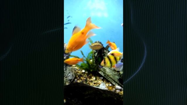 У Геротиляпии родился дельфинчик