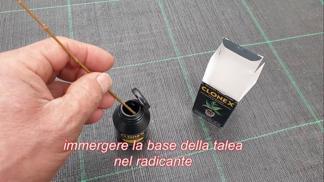 Come riprodurre con la talea L'acero tridente ( acer Buergerianum ) смотреть онлайн